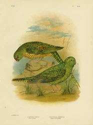 Talajpapagáj, 1891